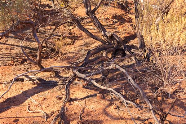 Age Of Dinosaurs (Rangelands) (22/07/2015)