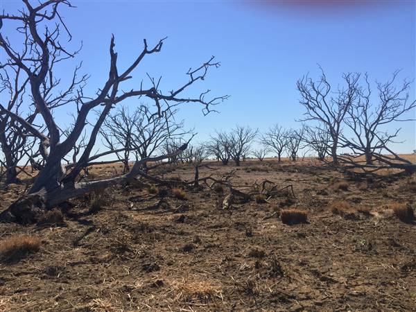 Dead Tree Patch (22/07/2015 - Credits: Neil McGregor)