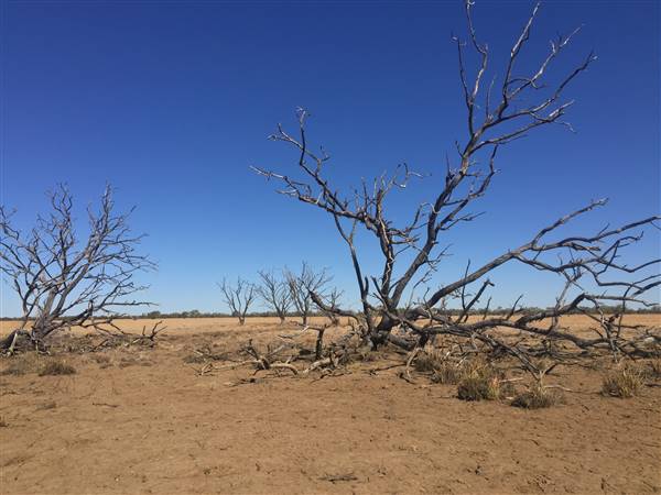 Dead Tree Patch (22/07/2015 - Credits: Neil McGregor)