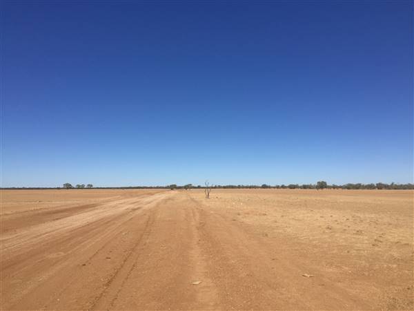 Dead Tree Patch (22/07/2015 - Credits: Neil McGregor)