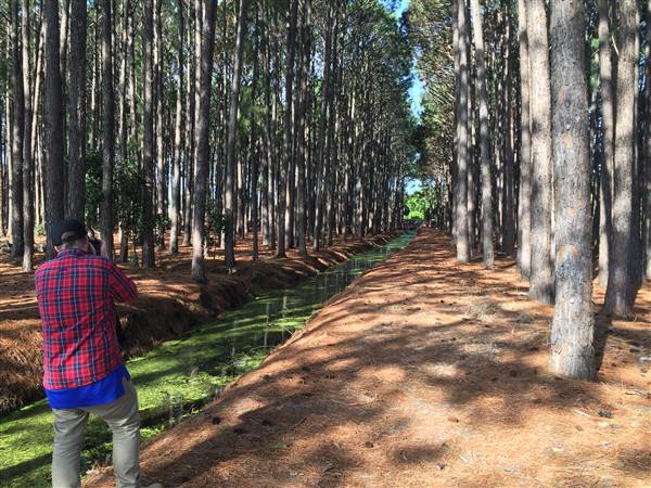 Pine Forest, Riverside Skate Park & Open Sports Fields - Pizzey Park