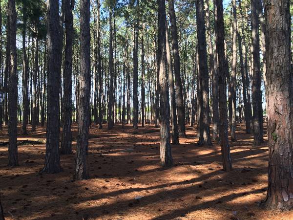 Pine Forest, Riverside Skate Park & Open Sports Fields - Pizzey Park