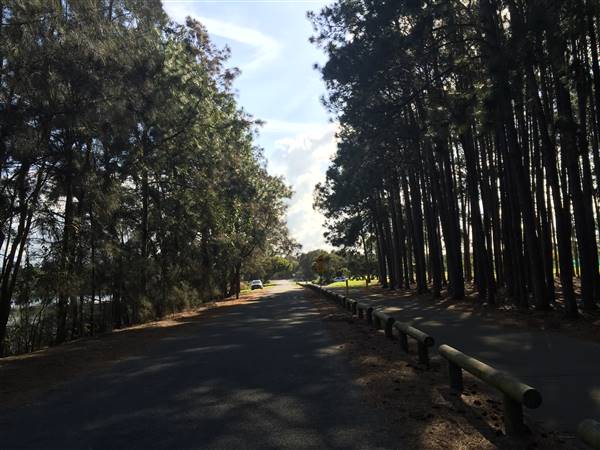 Pine Forest, Riverside Skate Park & Open Sports Fields - Pizzey Park