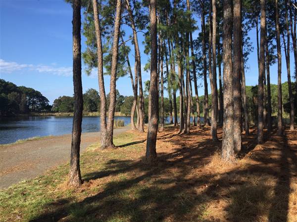 Pine Forest, Riverside Skate Park & Open Sports Fields - Pizzey Park
