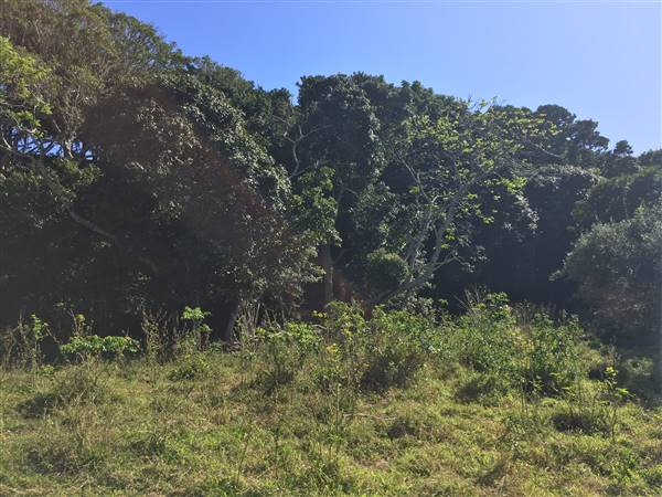 St Helena - Tree Areas & Rainforest (23/09/2015 - Credits: Neil McGregor)