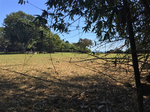 St Helena - Tree Areas & Rainforest (23/09/2015 - Credits: Neil McGregor)