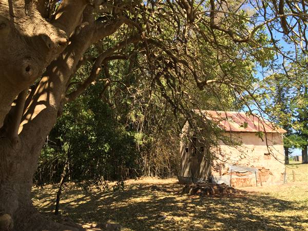 St Helena - Tree Areas & Rainforest (23/09/2015 - Credits: Neil McGregor)