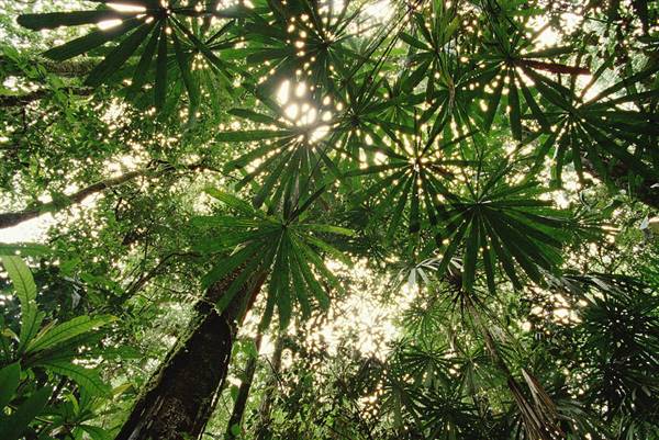 Daintree Fan Palm Forest (16/11/2015)