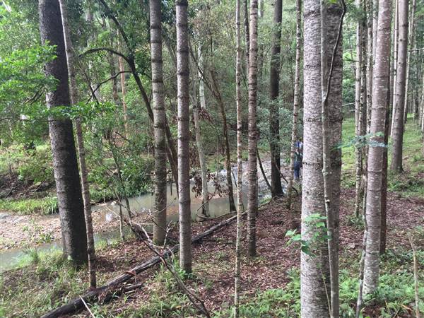Bonogin Backlot & Pine Forest (11/03/2016 - Credits: Neil McGregor)