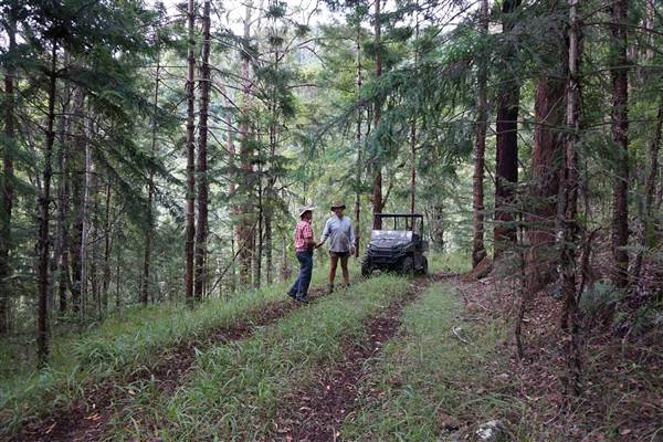 Hillside Hoop Pine Forest (14/04/2016 - Credits: Neil McGregor)
