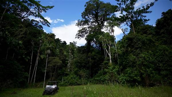 Hinterland Jungle Backlot (10/02/2017 - Credits: Neil McGregor)