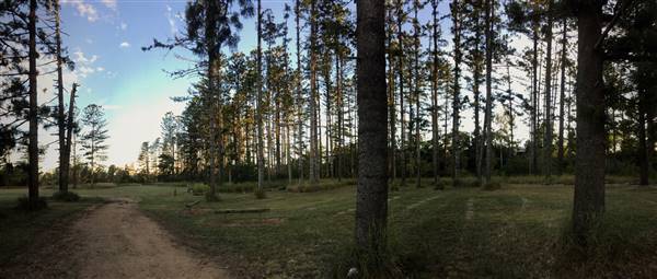 The Secret Forest - Oxley Creek Common