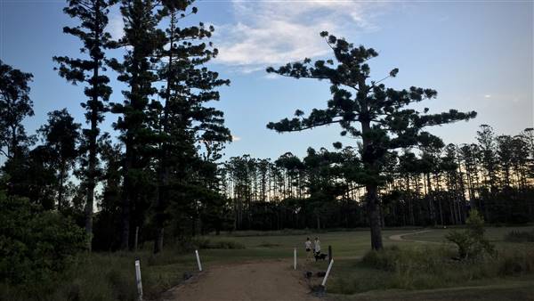 The Secret Forest - Oxley Creek Common