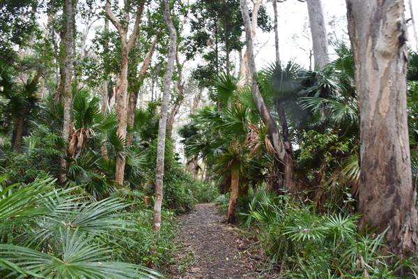 Fig Tree Point (Noosa Everglades) (13/07/2017 - Credits: Kathryn Metcalfe)