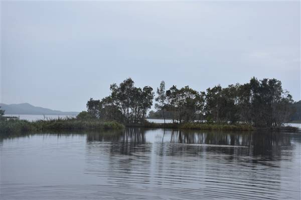 Fig Tree Point (Noosa Everglades) (13/07/2017 - Credits: Kathryn Metcalfe)