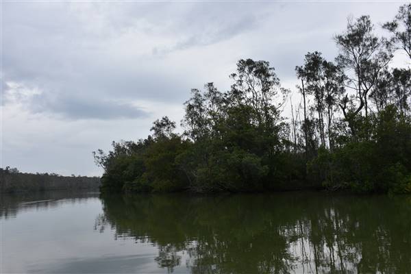 Johns Landing (Noosa Everglades) (13/07/2017 - Credits: Kathryn Metcalfe)