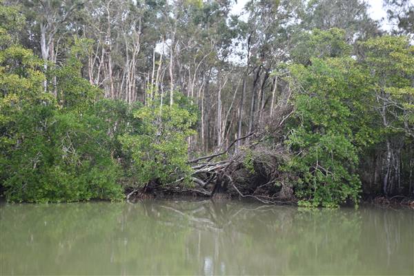 Johns Landing (Noosa Everglades) (13/07/2017 - Credits: Kathryn Metcalfe)