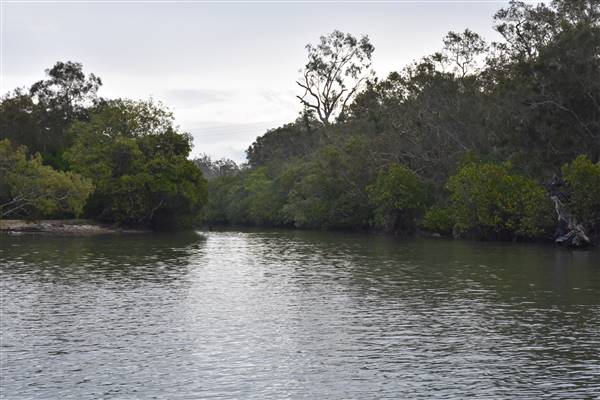 Noosa Everglades - Makepeace Island (13/07/2017 - Credits: Kathryn Metcalfe)