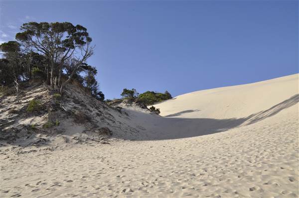 Mulgumpin (Moreton Island) - Big Sand Hills (11/04/2015 - Credits: Angus Ledgerwood)