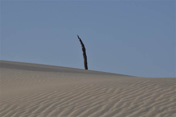 Mulgumpin (Moreton Island) - Big Sand Hills (11/04/2015 - Credits: Angus Ledgerwood)