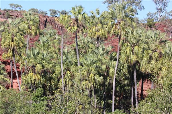 Lawn Hill Gorge (Camooweal Region) (1/06/2019 - Credits: unknown)