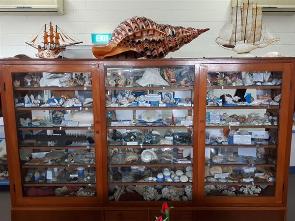 Shell World Yeppoon - Museum (12/06/2019 - Credits: Capricorn Enterprise)