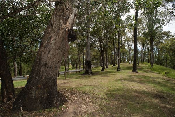 Mt Coot-tha Forest - Overview - Image Sourced - Do Not Make Public (14/12/2020)