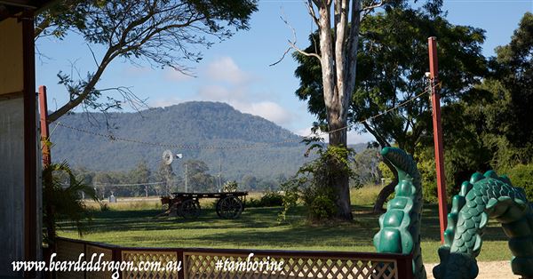 Bearded Dragon Boutique Hotel (8/09/2021 - Credits: Courtesy of Bearded Dragon Boutique Hotel)