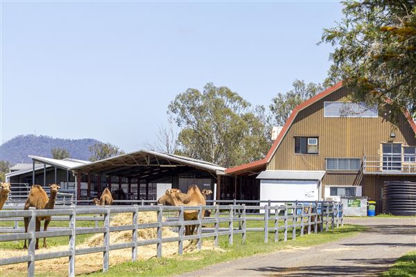 Summer Land Camel Farm (20/10/2021 - Credits: Ipswich City Council)