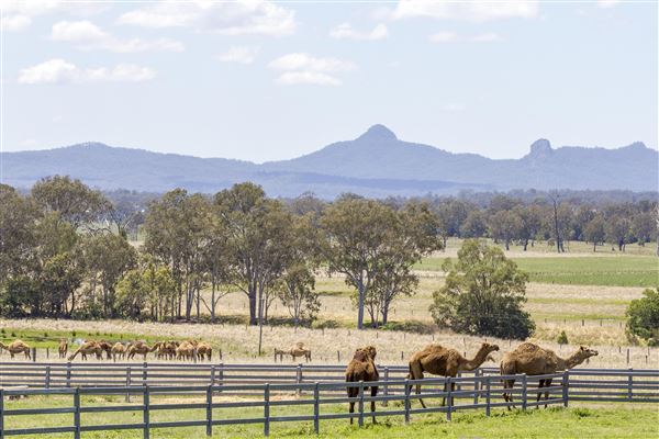 Summer Land Camel Farm (20/10/2021 - Credits: Ipswich City Council)