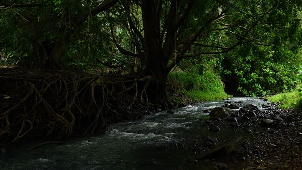 Currumbin Rock Pools (8/07/2019)