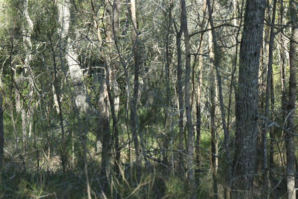 Epapah Creek - Karl's Pier track (8/05/2023 - Credits: Screen Queensland)
