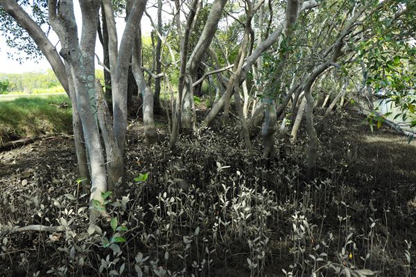 Curlew Park - Cabbage Tree Creek (11/05/2023 - Credits: Screen Queensland)