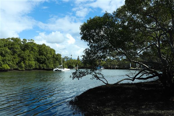 Curlew Park - Cabbage Tree Creek (11/05/2023 - Credits: Screen Queensland)