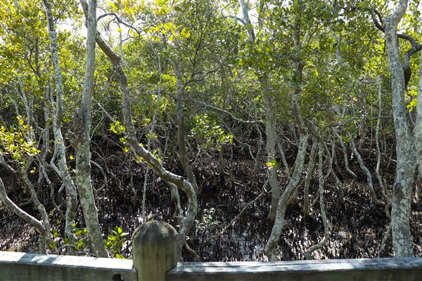 Nudgee Beach Wetlands Reserve (11/05/2023 - Credits: Screen Queensland)
