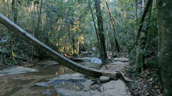 Buderim Forest Park (1/07/2023)