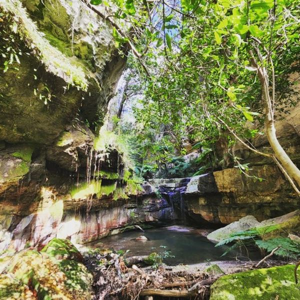Sandstone Park Carnarvon Gorge (23/03/2025 - Credits: submitted by: Melanie Wheatley)
