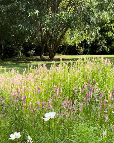 Tamborine Mountain Flower Farm (3/12/2025 - Credits: submitted by: Luke Scaddan)