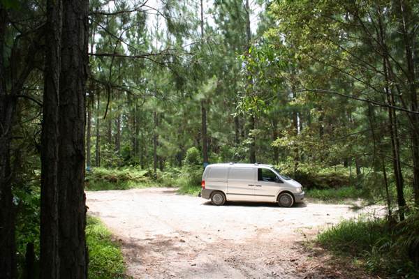 Coochin Creek - Pine Plantation / Qld State Forest (12/06/2009)