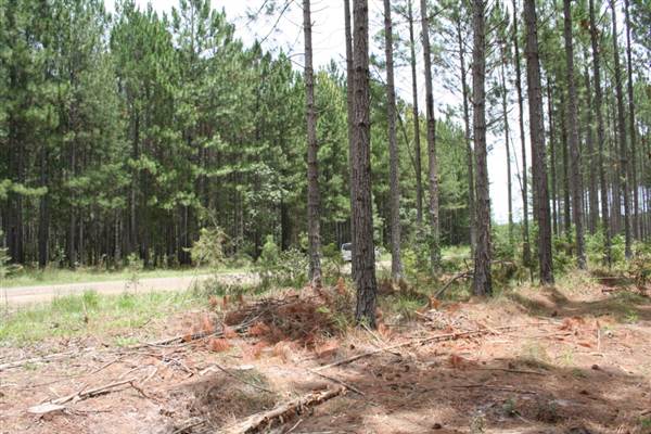 Coochin Creek - Pine Plantation / Qld State Forest (12/06/2009)