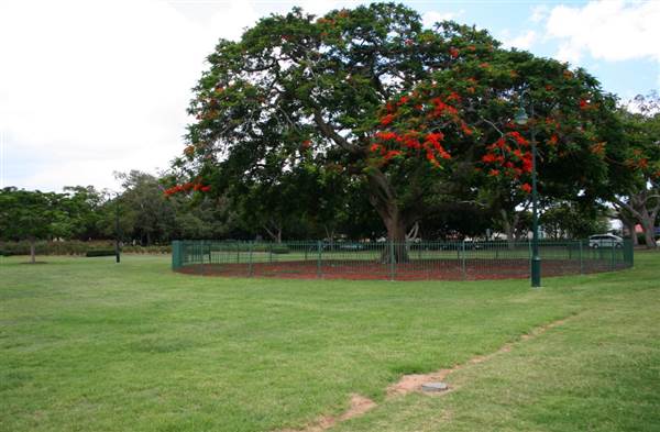 New Farm Park (12/11/2013)