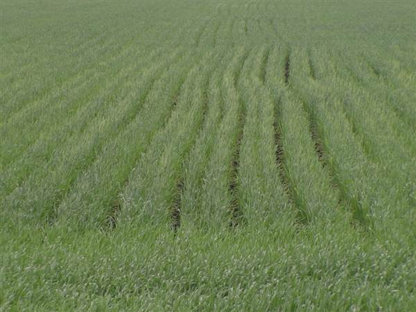 Wheat Fields (8/01/2008)