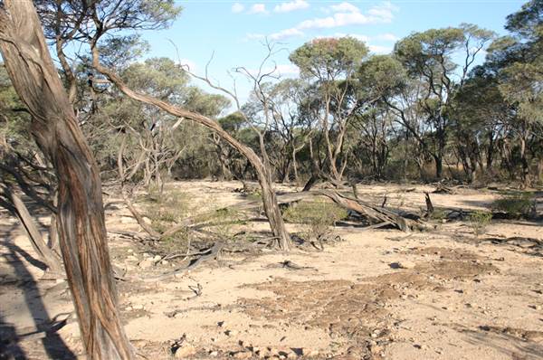 Rangelands Station (14/10/2005)