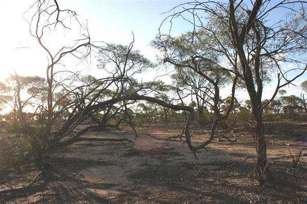 Rangelands Station (14/10/2005)