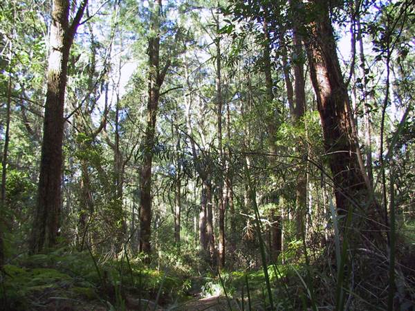 Springbrook National Park (26/09/2007)
