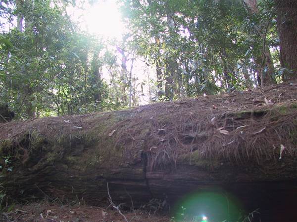 Springbrook National Park (26/09/2007)