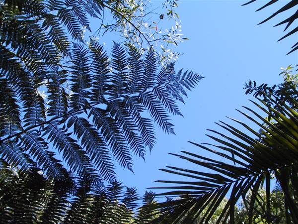 Springbrook National Park (26/09/2007)