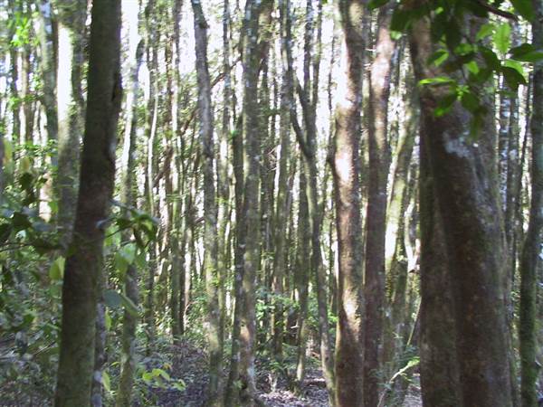 Springbrook National Park (26/09/2007)