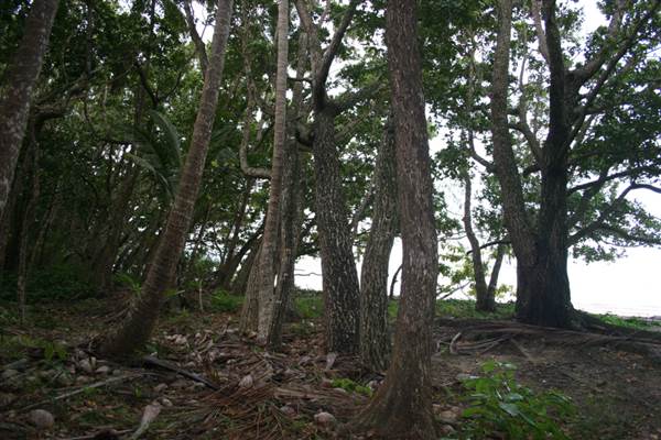 Wonga Beach (22/03/2007)