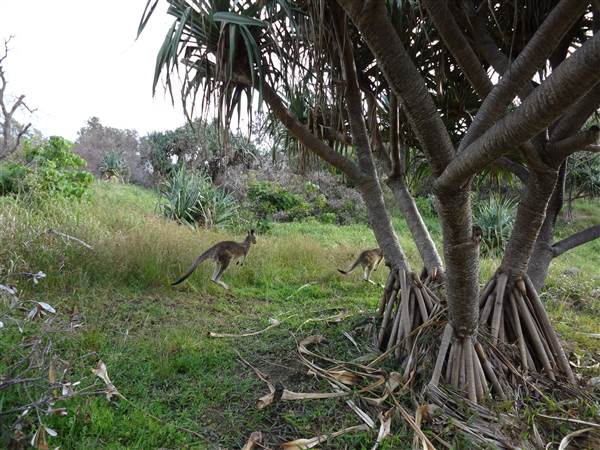 Gorge Walk, Point Lookout (3/02/2014)